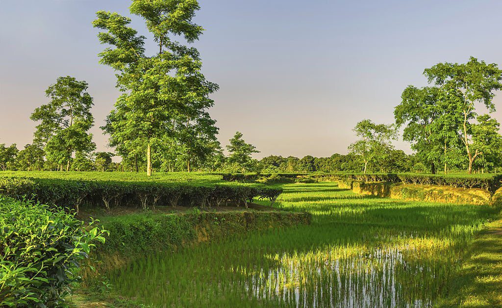Places to visit in Assam