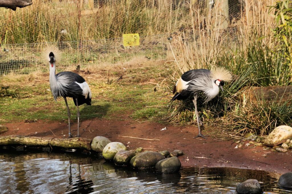 Indian national parks and wildlife sanctuaries tripowe