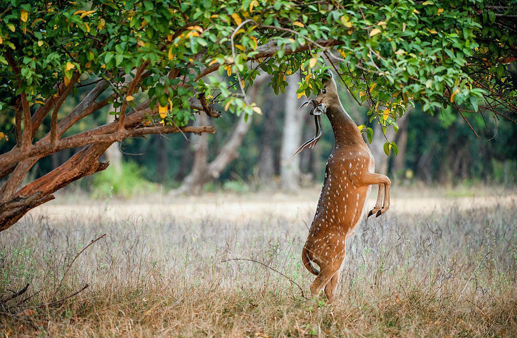Indian national parks and wildlife sanctuaries tripowe