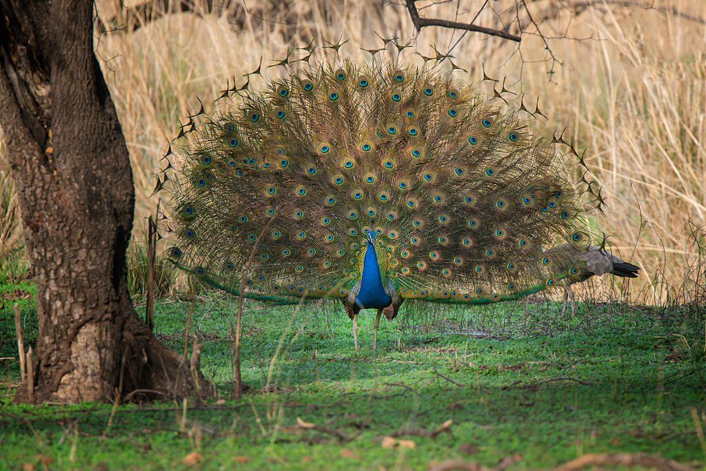 Indian national parks and wildlife sanctuaries tripowe