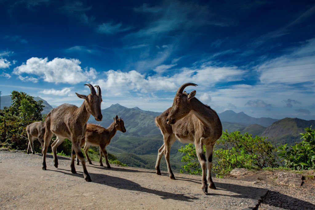 munnar