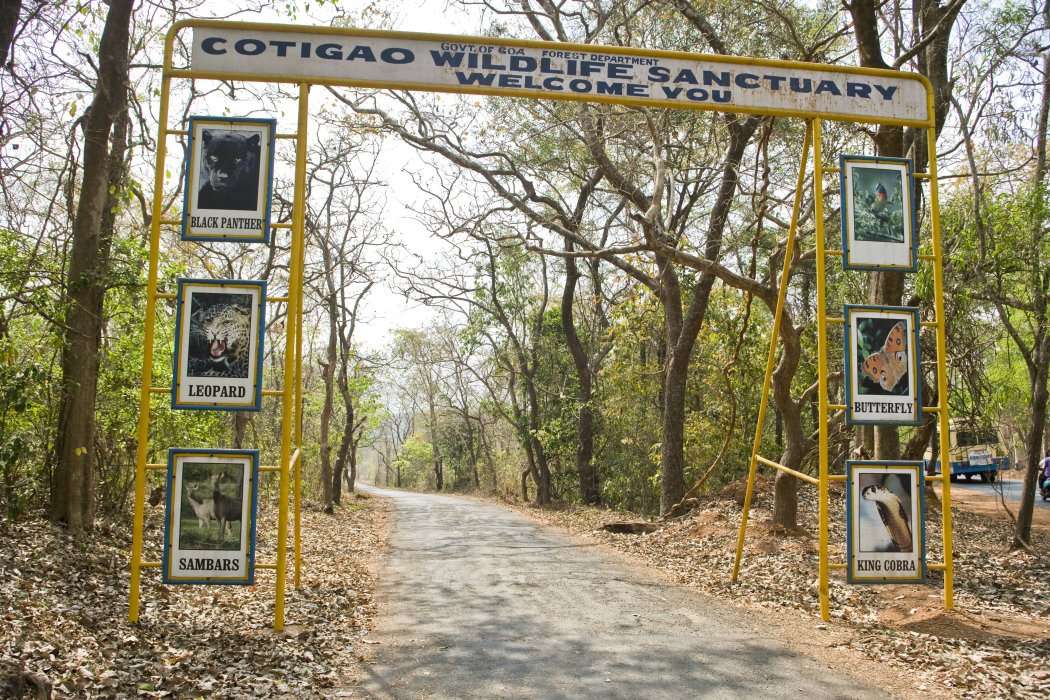 cotigao tripowe
