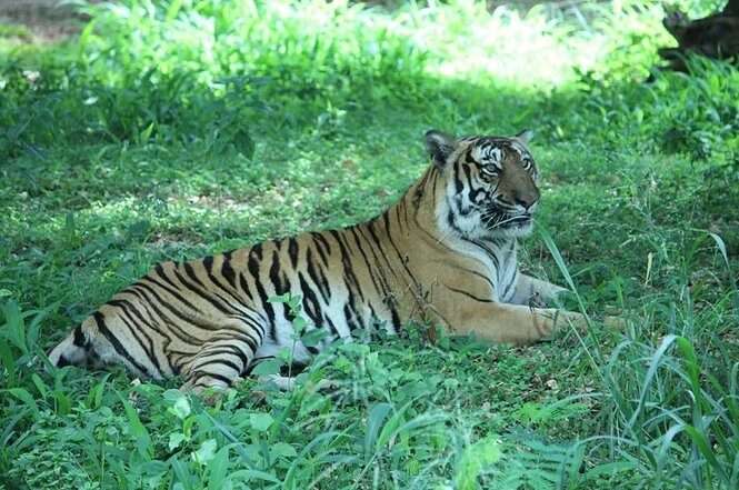 Introduction of the National Park of Bannerghatta