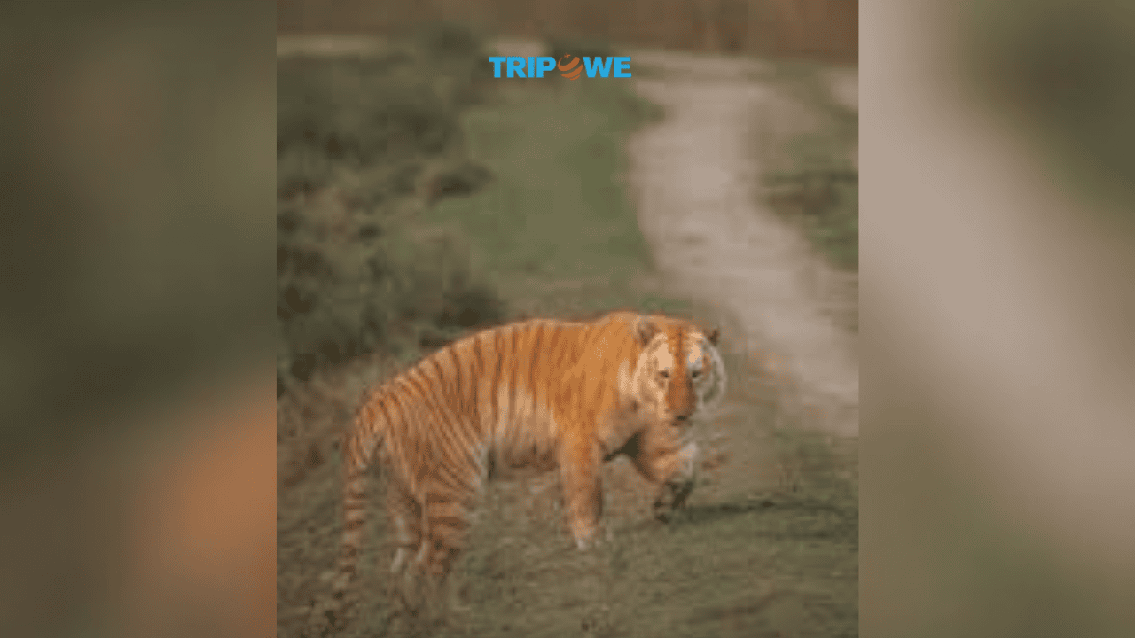 Golden Tiger Spotted in Kaziranga National Park Assam