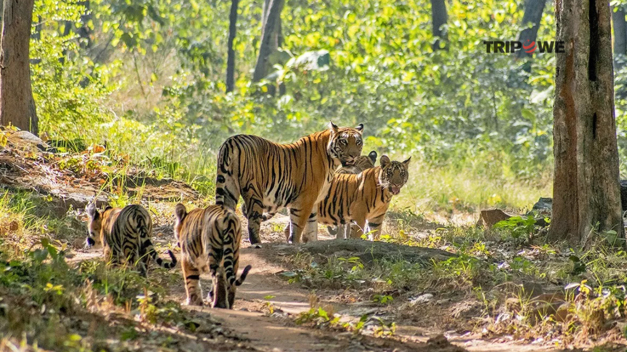 Best Places to Visit in Madhya Pradesh During Summer