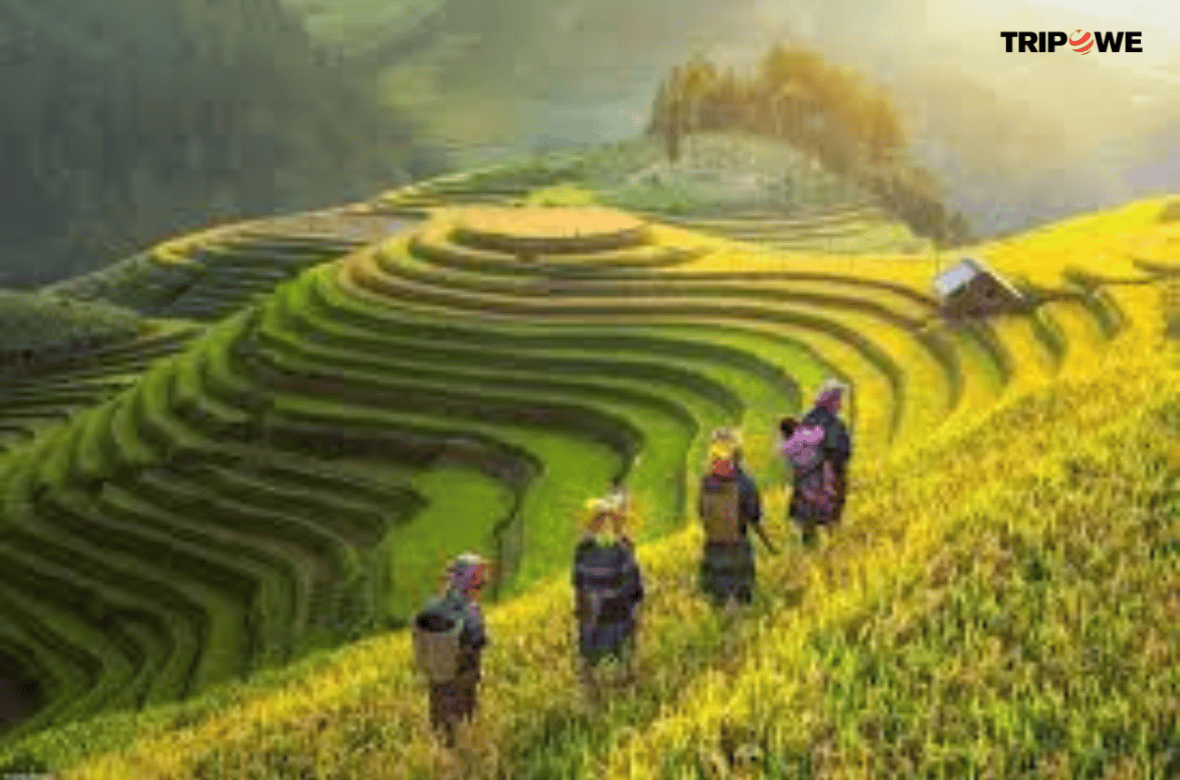 Mu Cang Chai, Sapa, and Ha Giang tripowe.com