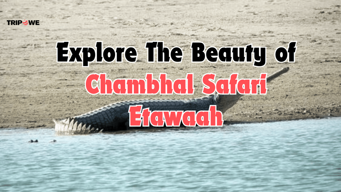 Explore The Beauty of Chambhal Safari Etawaah Tripowe.com